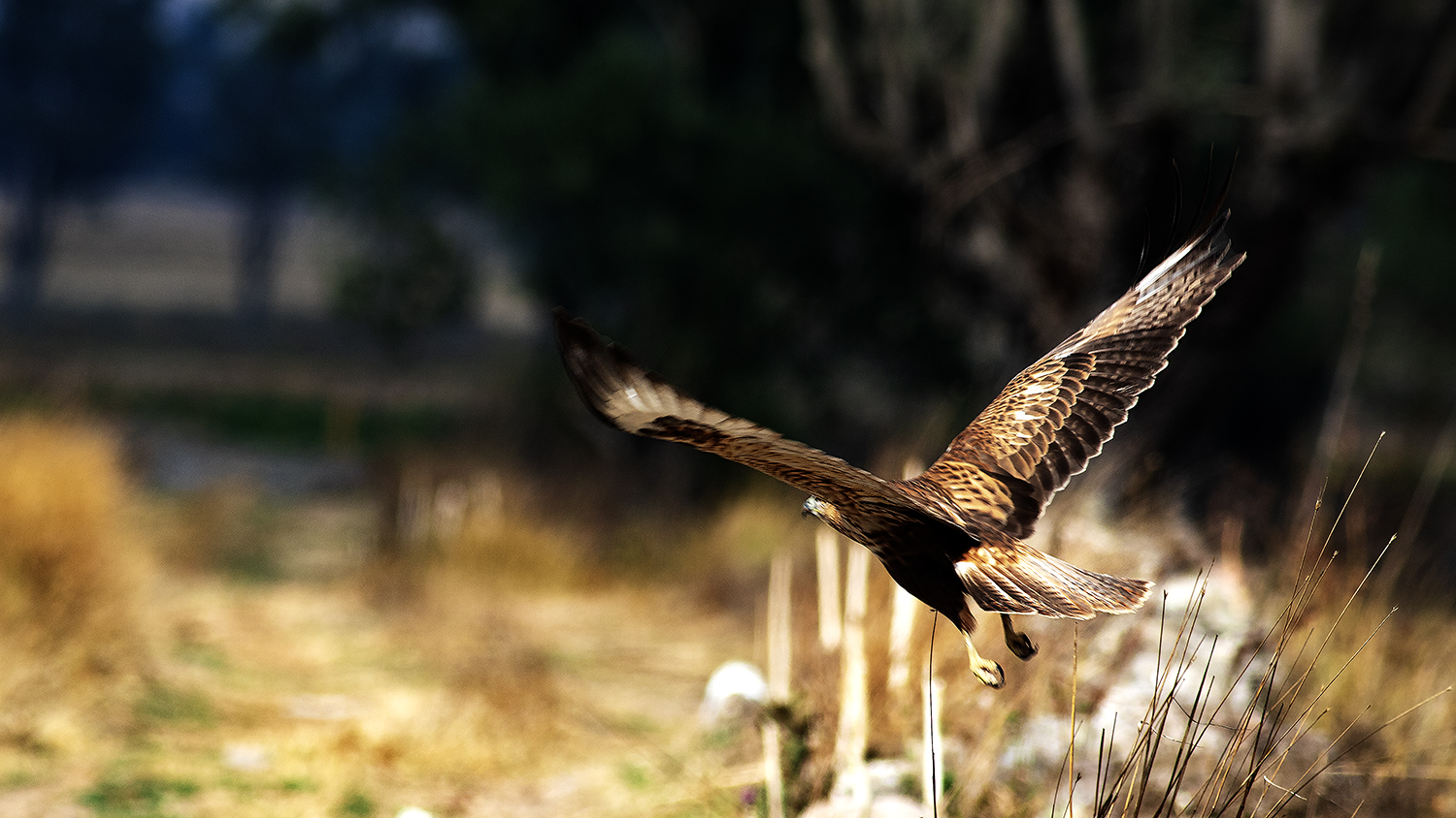 Long-legged Buzzard